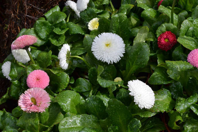 påskevårblomster152