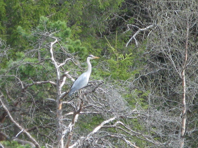 Våren  2008 071
