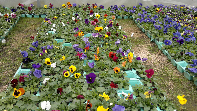 Å-middag og vårblomster 007