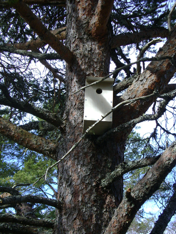 Kløverløkken5