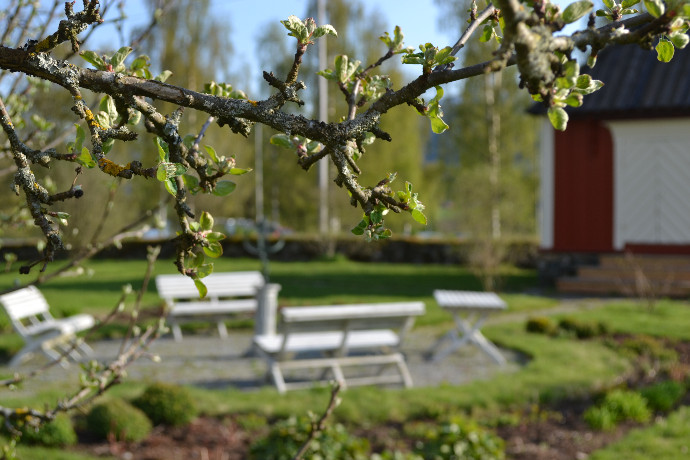 Prestegardshagebusk076
