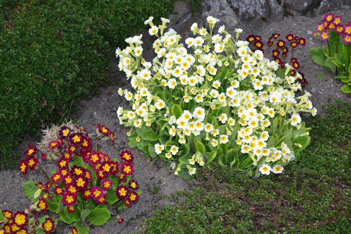 meldalhagelagblomster092