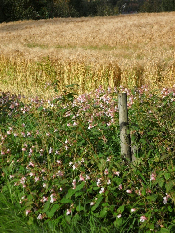 Flotthåggån Jerpstad