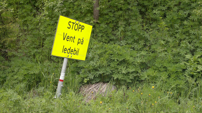 Trafikk. blomster 004