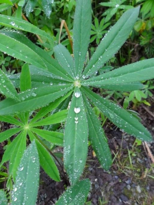 lupin
