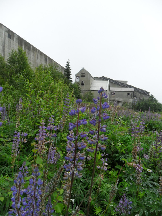 lupiner