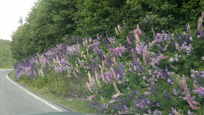 Blomster Arnhild 020712 004