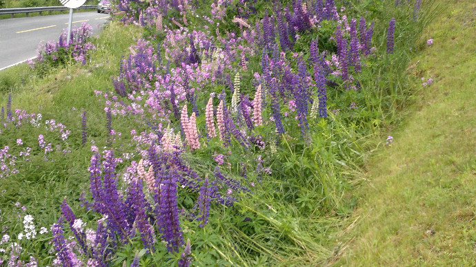 Blomster Arnhild 020712 006