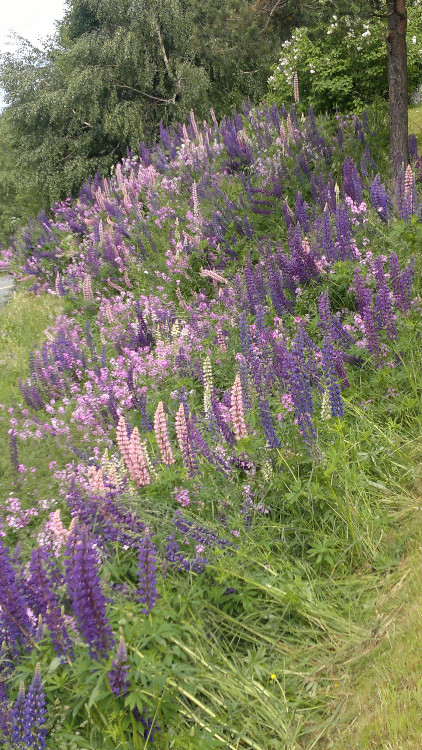 Blomster Arnhild 020712 007