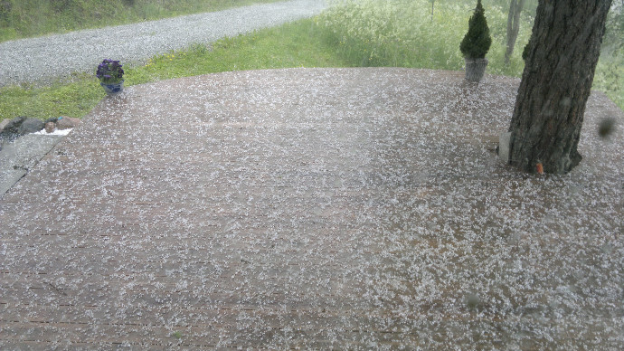 Vær og vind blomster 021