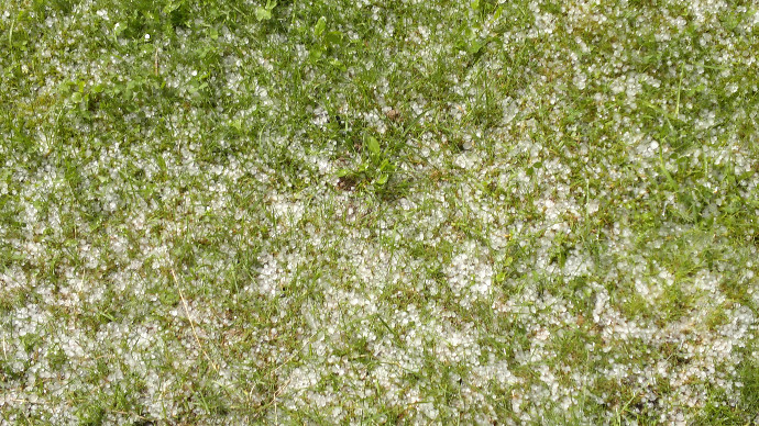 Vær og vind blomster 027