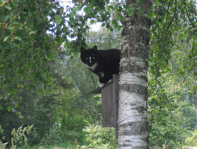 fuglekasse-11. juli skummel katt oppå kassen