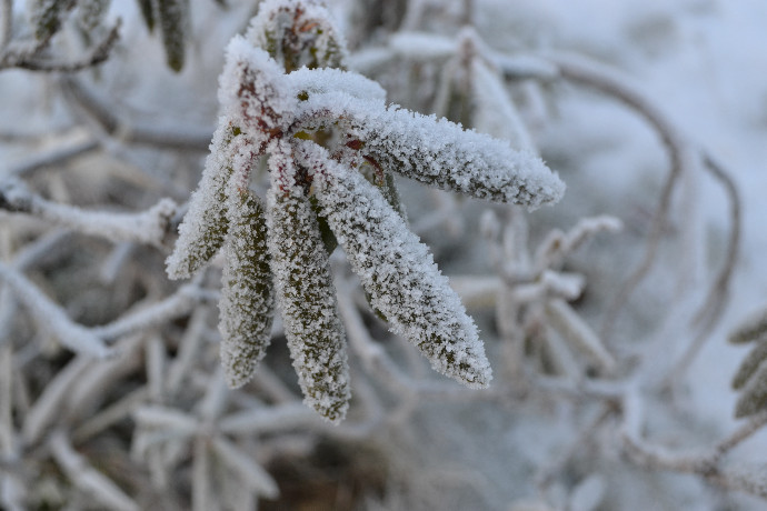 frost009