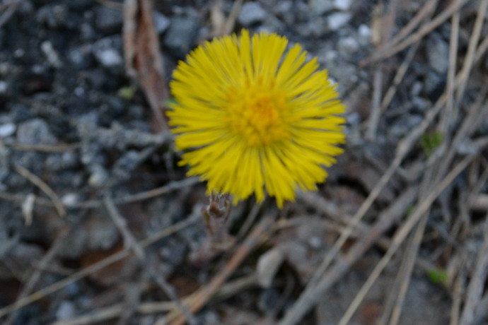 vårblomst058