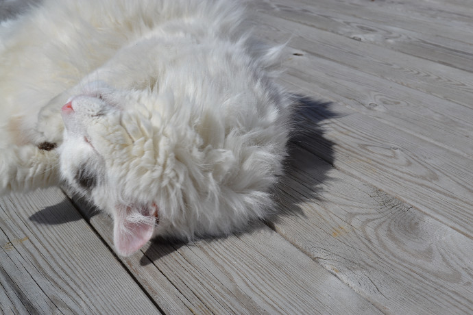 vårkatt052