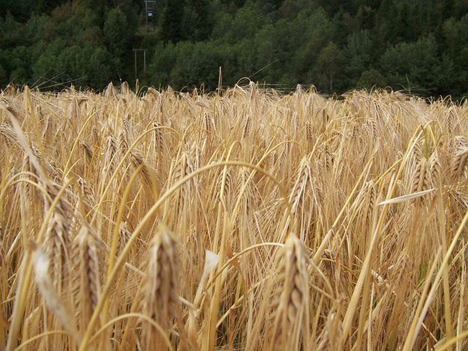 Solgløtt, fønvind og korntresking
