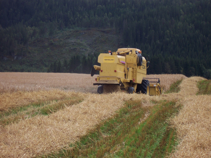 Solgløtt, fønvind og korntresking