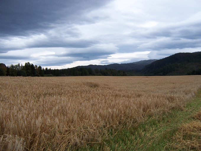 Solgløtt, fønvind og korntresking