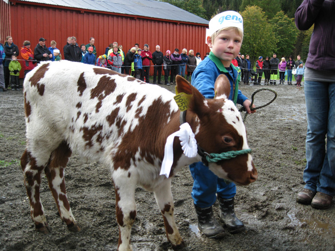 Kalvemønstring