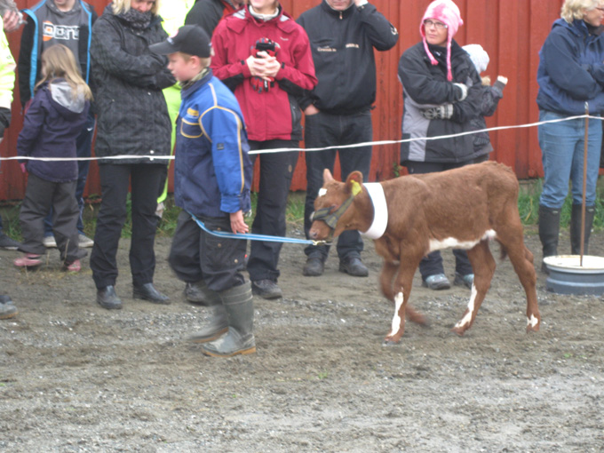 Kalvemønstring