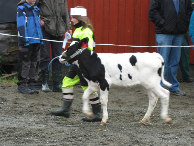 Kalvemønstring