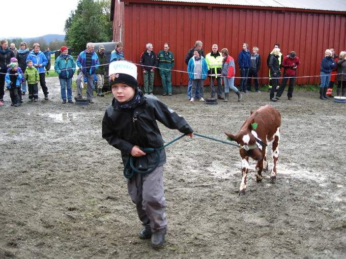 Kalvemønstring