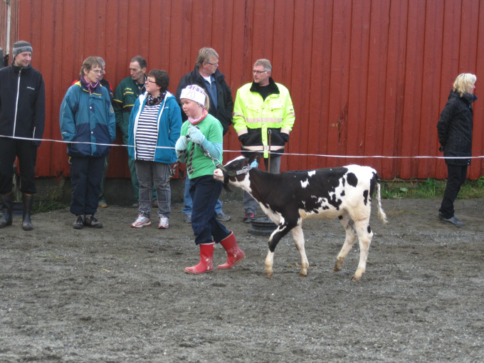 Kalvemønstring