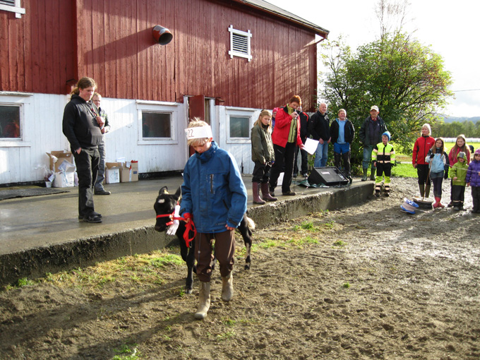 Kalvemønstring