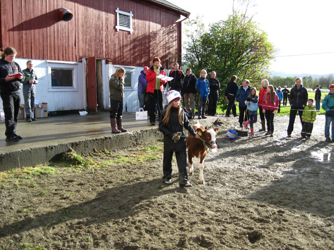 Kalvemønstring