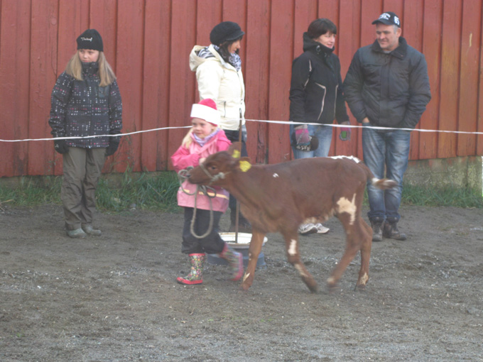 Kalvemønstring