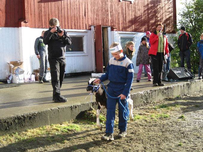 Kalvemønstring