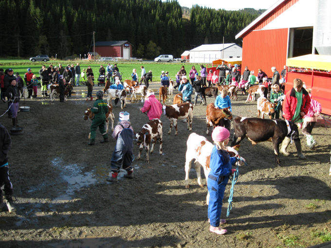 Kalvemønstring