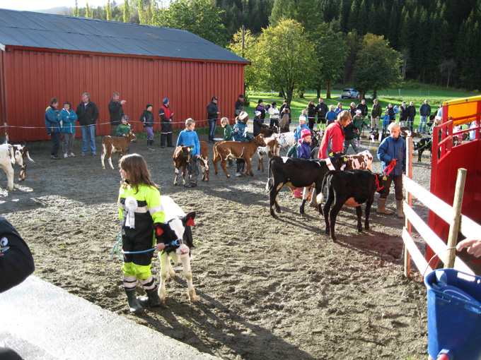 Kalvemønstring