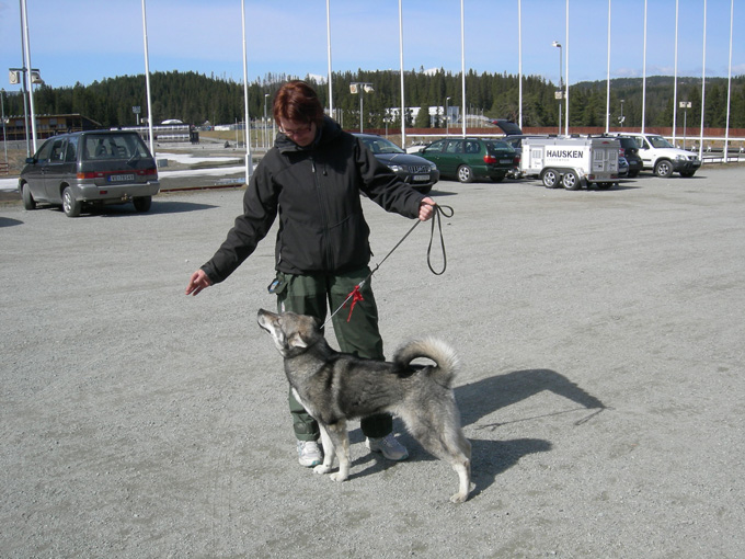 Vårutstilling for Elghundrasene