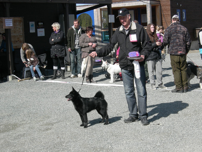 Vårutstilling for Elghundrasene