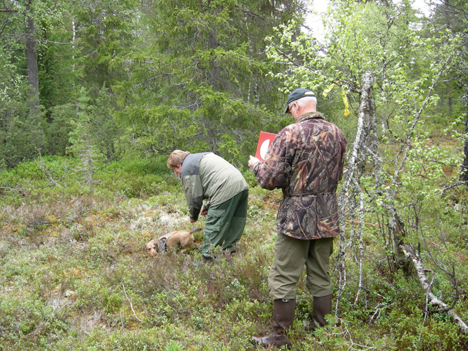 Blodsporprøve i Seterdalen 28. mai