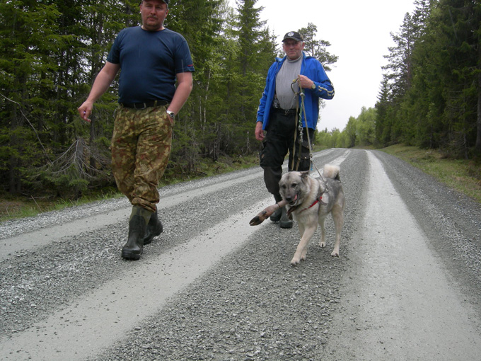 Blodsporprøve i Seterdalen 28. mai