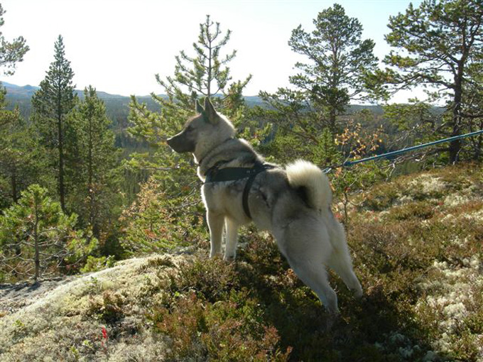 Glimt fra Svorka Jaktlag
