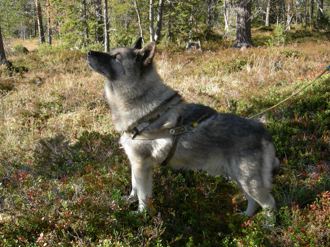 Glimt fra Svorka Jaktlag