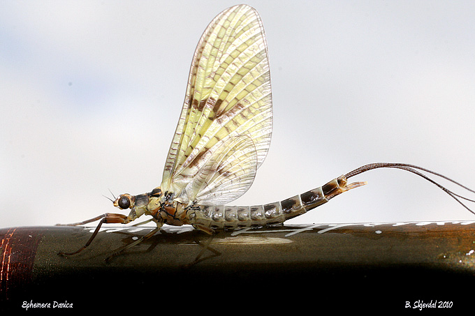 Ephemera Danica