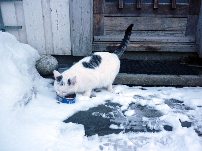 Katt funnet!
