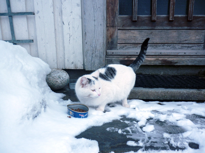 Katt funnet!