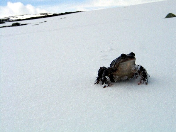 Frosk i snøen. Foto: Ove Smedplass