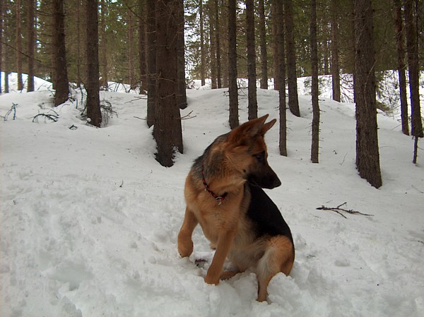 Zizzy i skogen. Foto: Heidi Smehagen