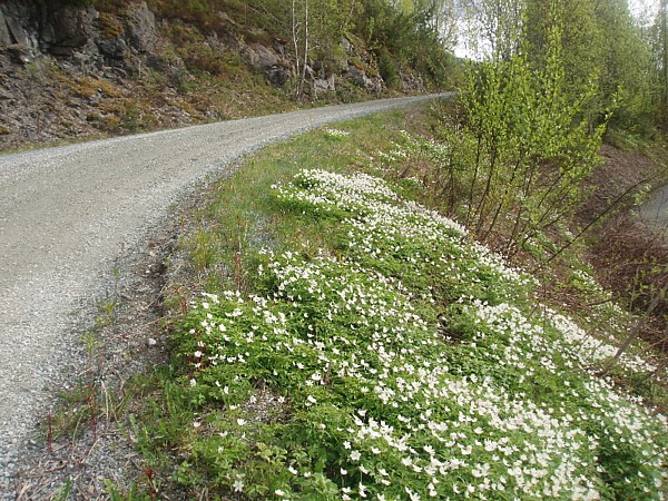 HVitveis i Langenglia. Foto: Olav S. Kvaale