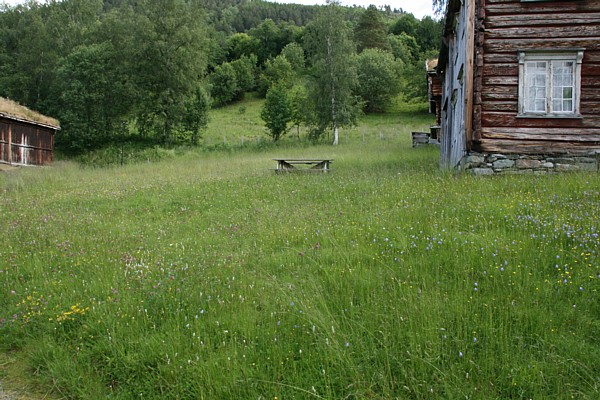 Vakreste enga i Meldal. Foto: Marit Mjøen