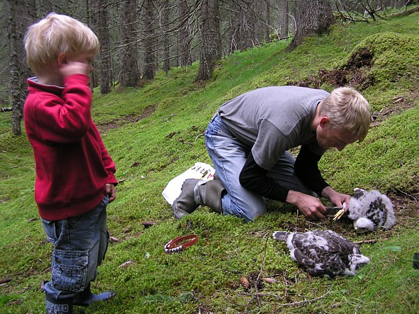 Ola Norsteigen merker hønsehauken, mens Jan Eivind Norsteigen Skarsvåg lærer faget. Foto: Svein Dalsegg