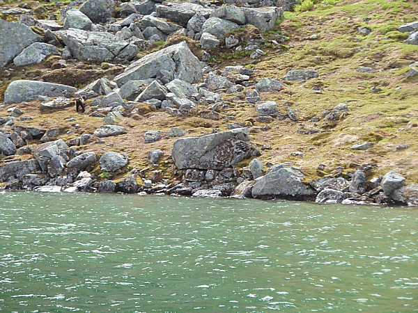 Jerv i Trollheimen. Foto: Ola K. Melien