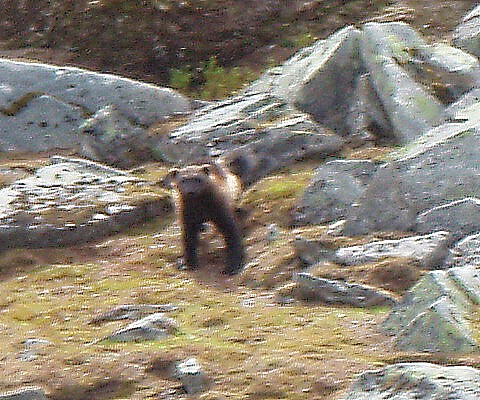 Jerv i Trollheimen. Foto: Ola K. Melien