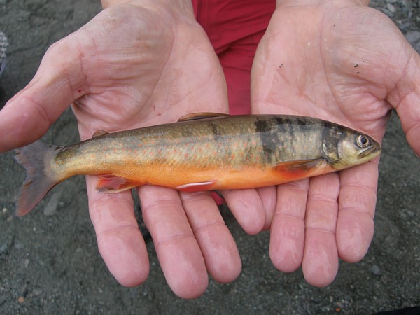 Vakker fisk. Foto: Arnstein Reitan